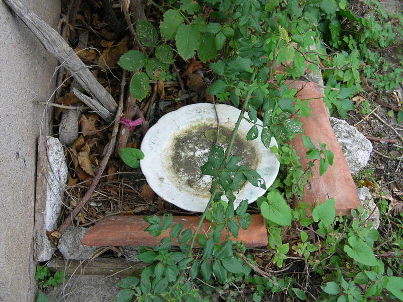 il giardino abbandonato