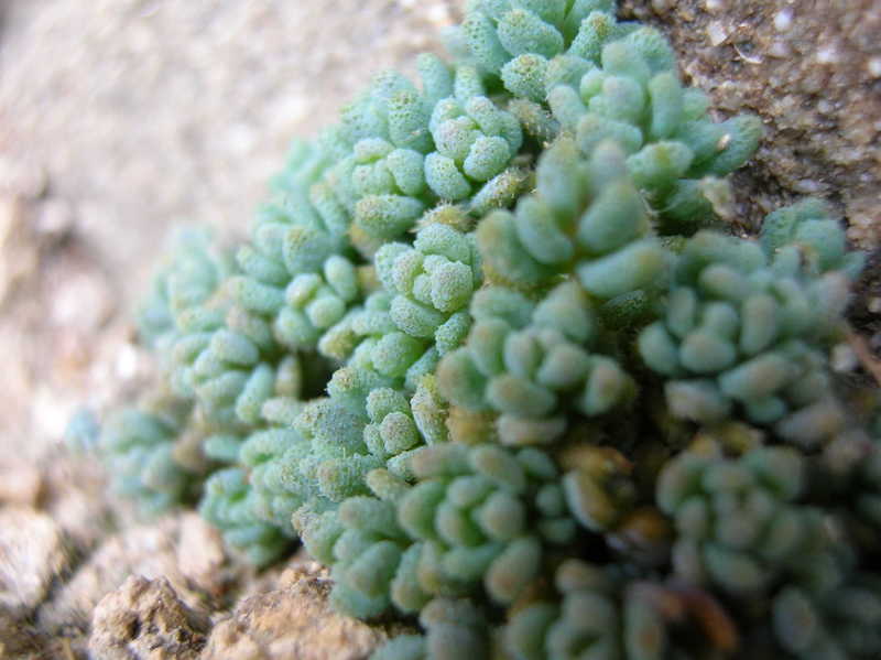 microscopiche piantine