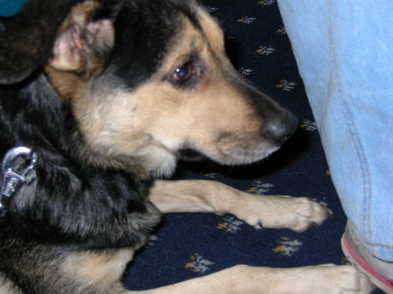 pilu terrorizzata dal traghetto