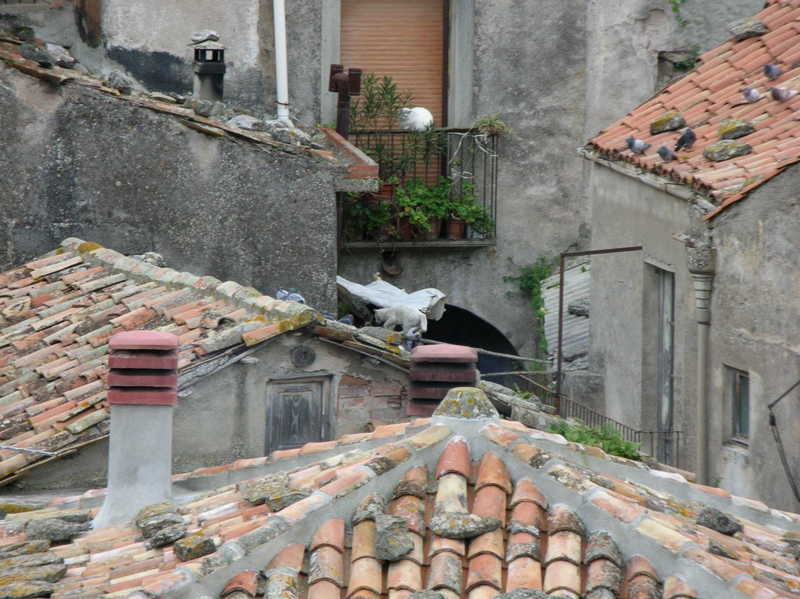 gatti sui tetti