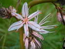 fiori
