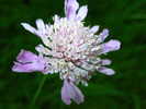 fiori