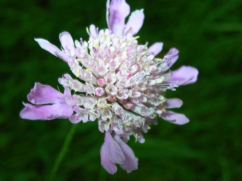 fiori