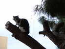 gatto