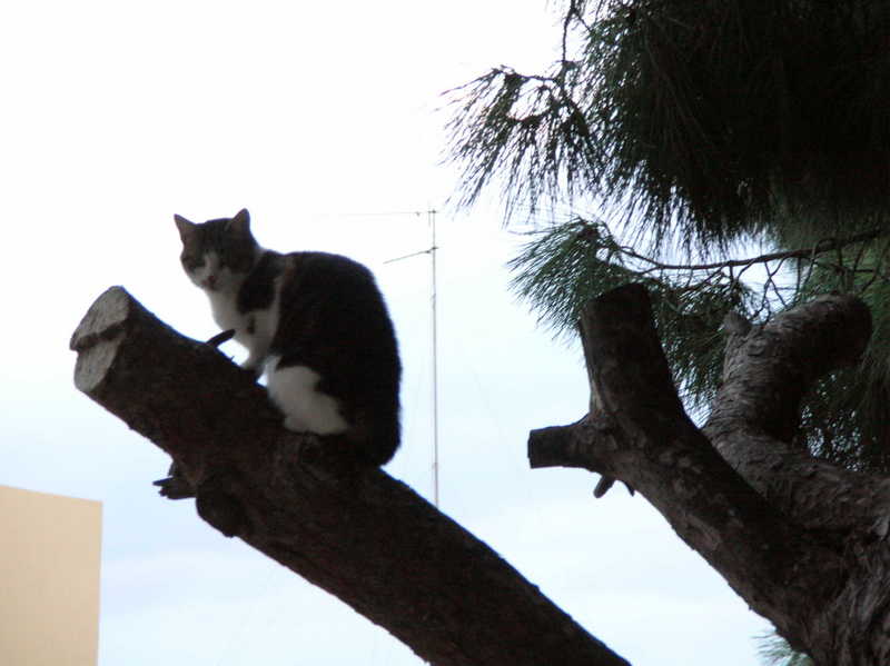 gatto