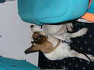ciupi perplesso