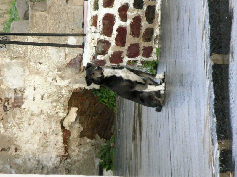 visitatore