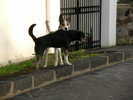 storie di cani